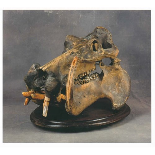 An enormous African hippopotamus skull complete with teeth and tusks mounted on a Rowland Ward base